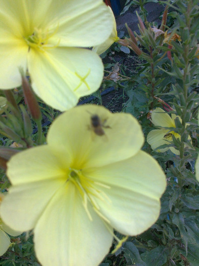 oenothera biennis si albina