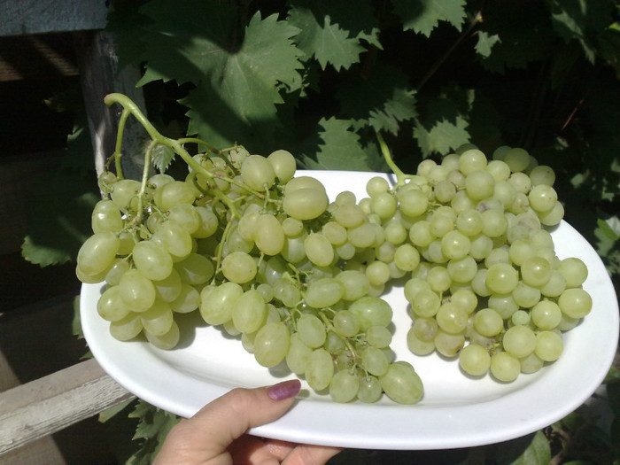 helikon si perletta - VITA DE VIE 2012