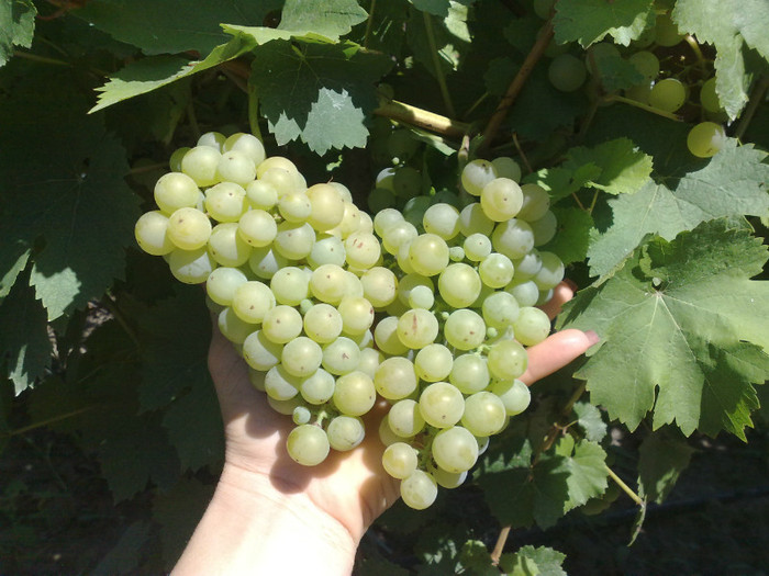 19072012 perla de csaba - VITA DE VIE 2012