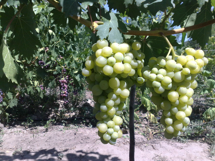 19072012regina viilor - VITA DE VIE 2012