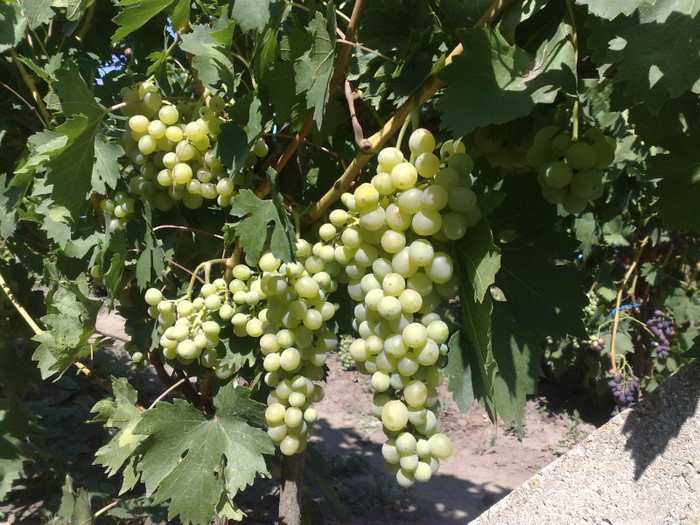 19072012regina viilor - VITA DE VIE 2012