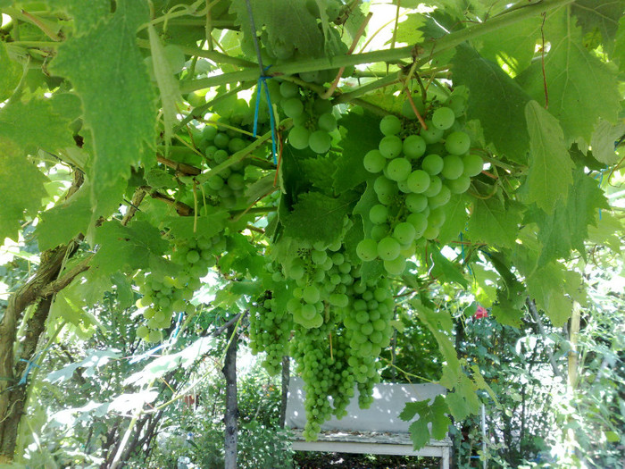 19072012frum de mur - VITA DE VIE 2012