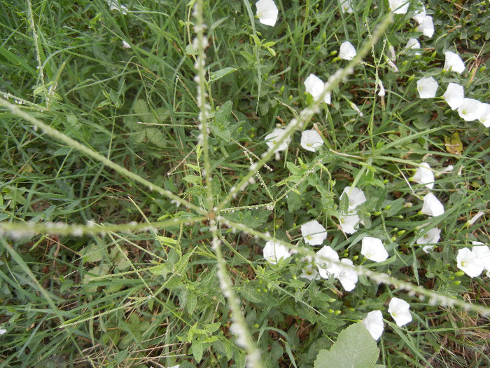 Cynodon dactylon (2012, July 17)