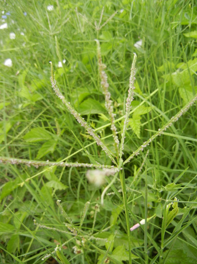 Cynodon dactylon (2012, July 17) - Cynodon dactylon_Bermudagrass