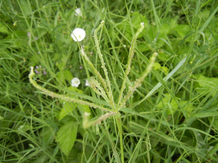 Bermuda Grass (2012, July 17) - Cynodon dactylon_Bermudagrass