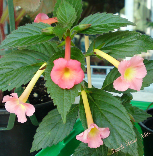 Peach Glow - Achimenes 1