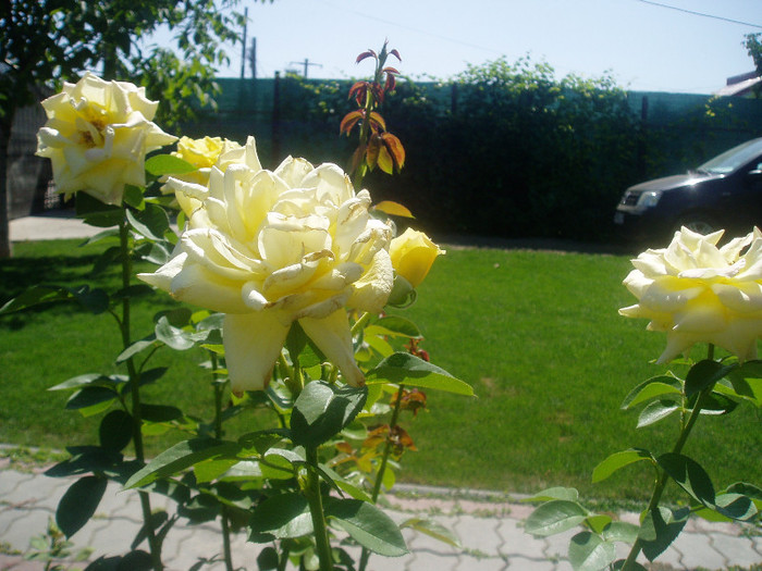Landora; Sunblest - Iulie-August
