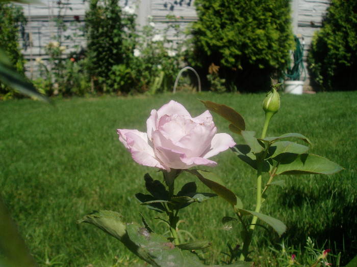 Sissi - Iulie-August