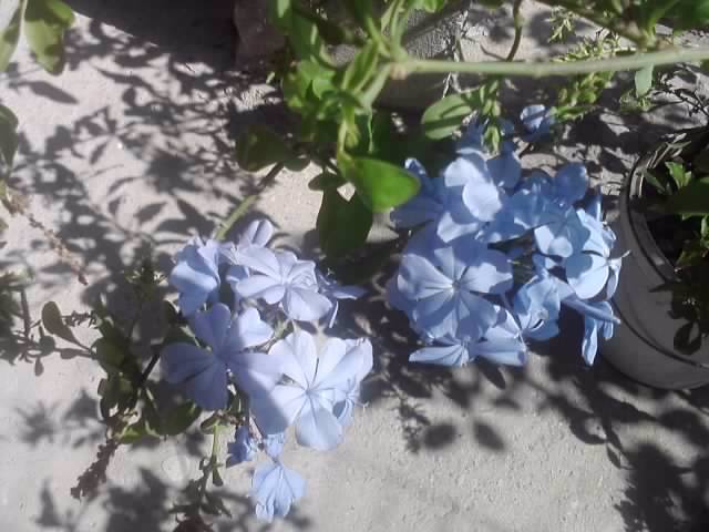 P190712_16.01 - flori de gradina 2012-2