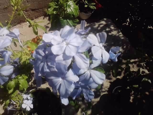 P190712_16.01_[01] - flori de gradina 2012-2