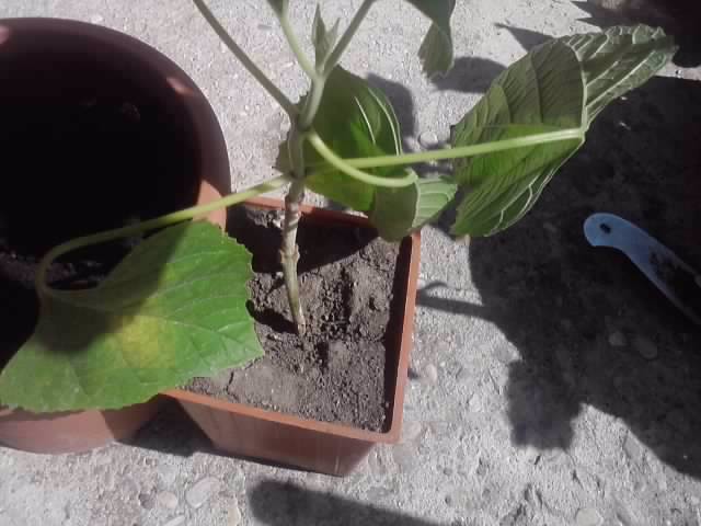 P190712_16.02_[01] - flori de gradina 2012-2