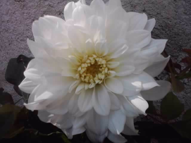 P190712_16.04_[01] - flori de gradina 2012-2