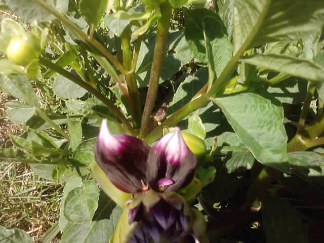 P190712_16.04_[02] - flori de gradina 2012-2