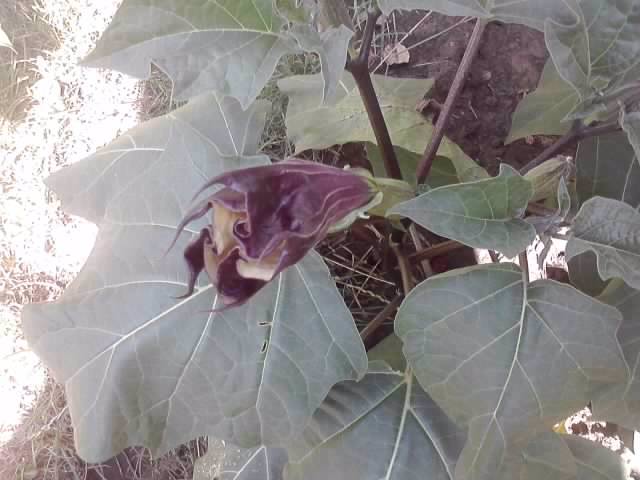 P190712_16.04_[03] - flori de gradina 2012-2