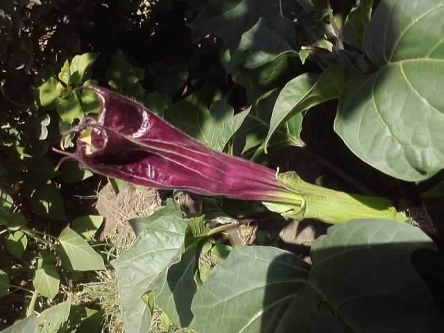 P190712_16.05 - flori de gradina 2012-2