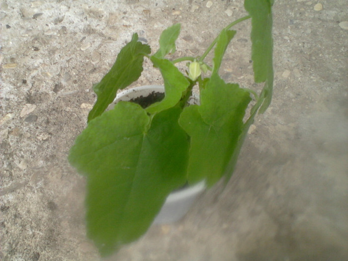 abutilon roz - floricele-2012