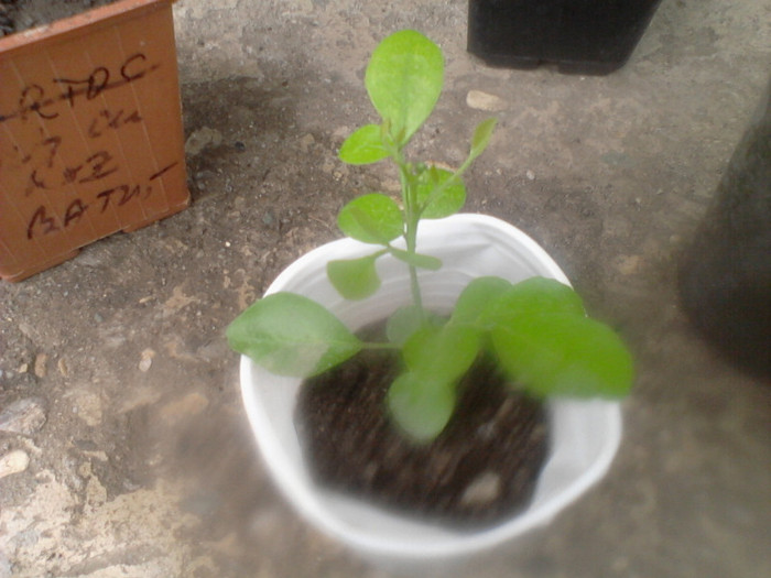 muraya - mmultumesc - floricele-2012