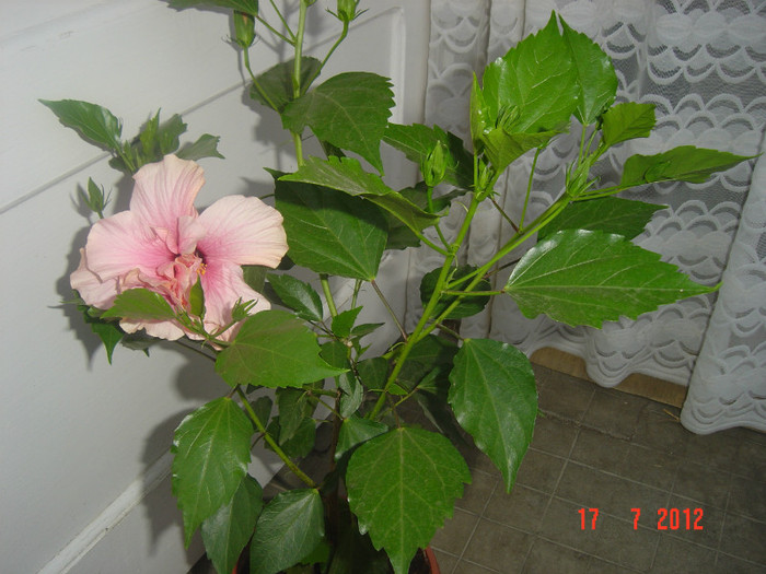 poze 008 - 09-2012-HIBISCUS