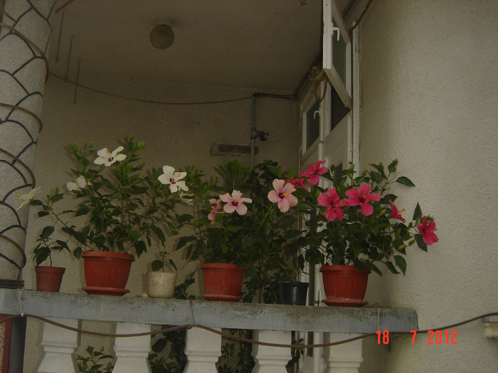 poze 012 - 09-2012-HIBISCUS