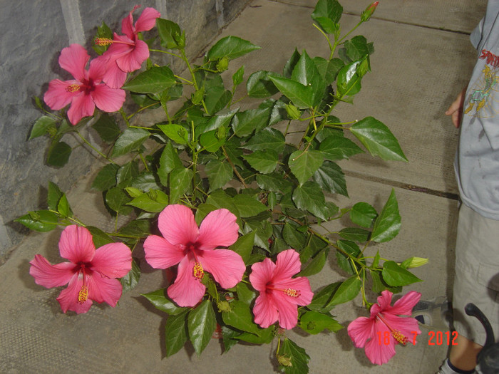 poze 013 - 09-2012-HIBISCUS