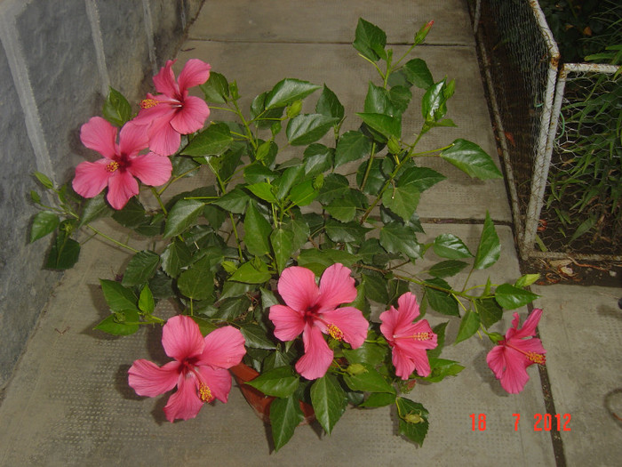 poze 014 - 09-2012-HIBISCUS