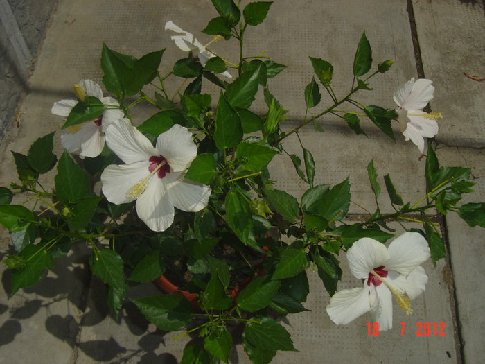 poze 016 - 09-2012-HIBISCUS