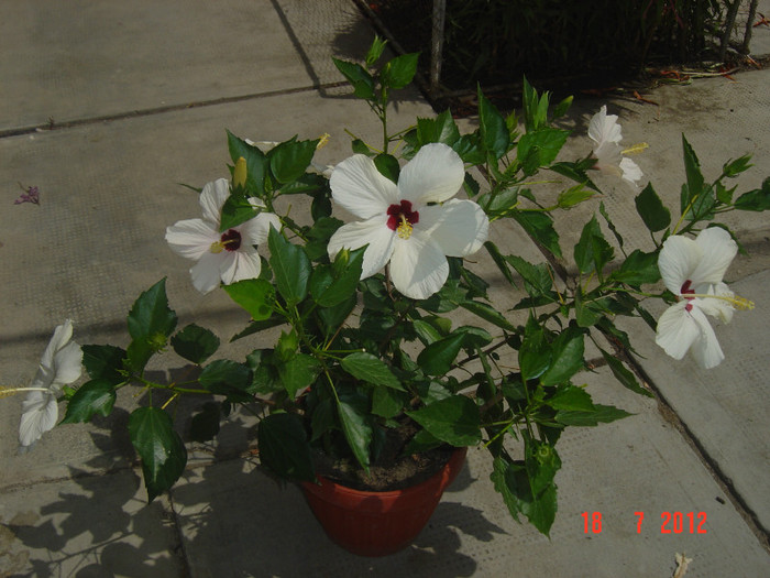 poze 017 - 09-2012-HIBISCUS