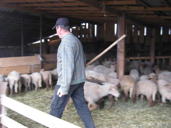 caut cioban langa oi -vaslui - 7-anunt important