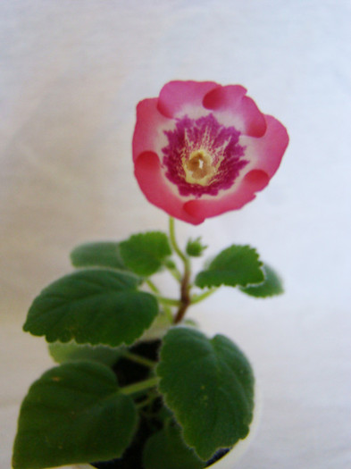 Minisinningia Super Pink