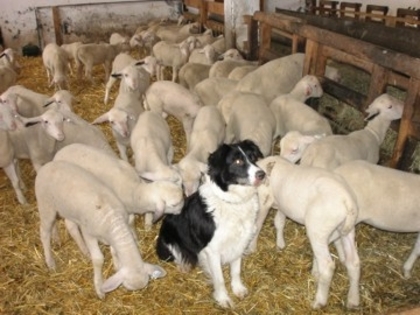 laemmer-mieii cu boldie colie - 2animalele care leas dori sa le am ijen alatokot szeretnek