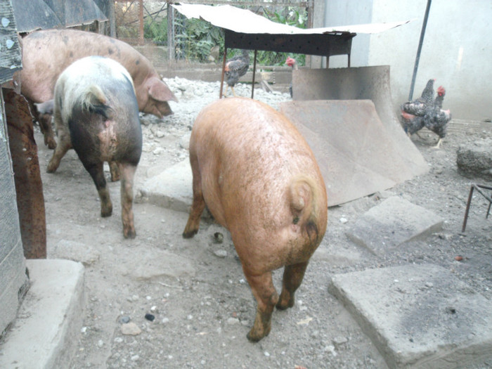 Picture 049 - gradina 2012