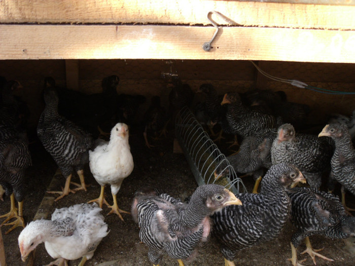 Picture 029 - gradina 2012