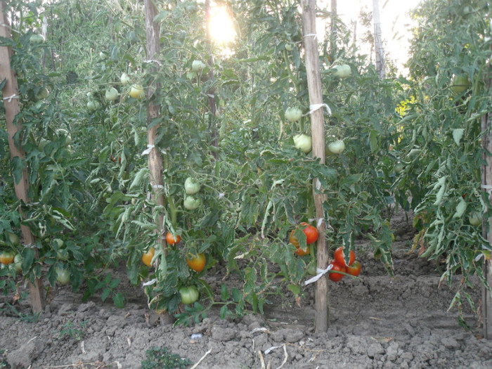 Picture 036 - gradina 2012