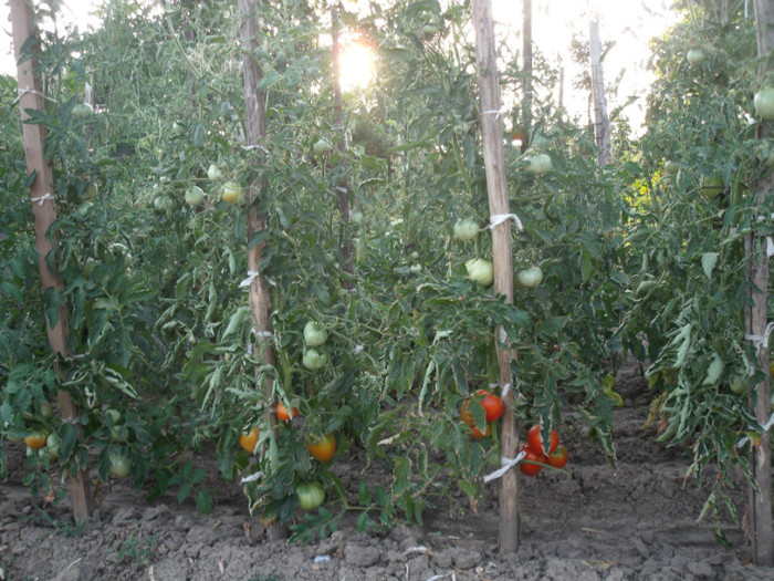 Picture 037 - gradina 2012