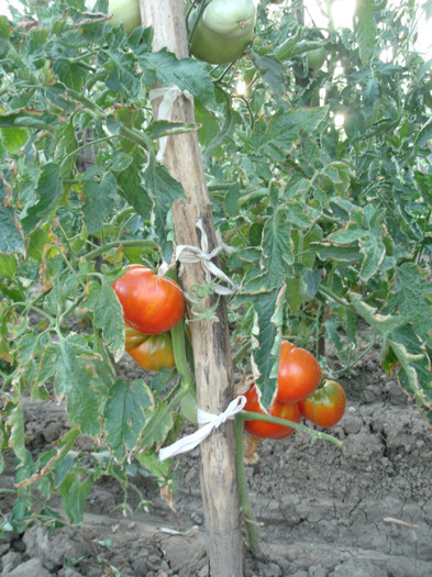 Picture 038 - gradina 2012