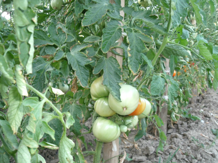 Picture 042 - gradina 2012