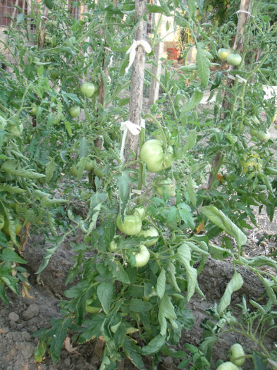 Picture 047 - gradina 2012