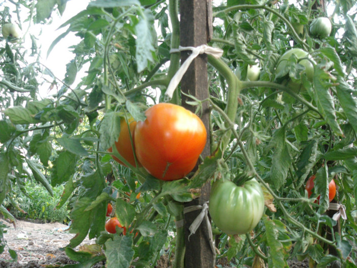 Picture 048 - gradina 2012