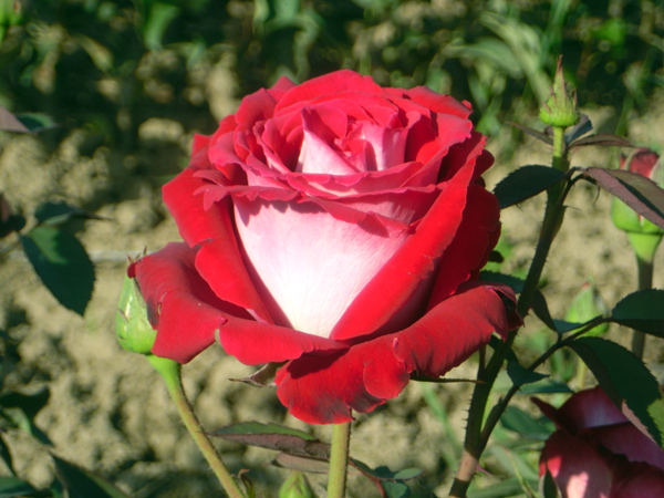 Trandafiri Osiria - Trandafiri Osiria