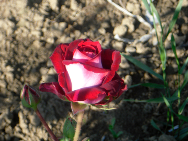 Trandafiri Osiria