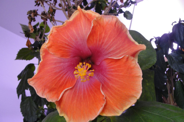 hibi Elmo's Fire - B-hibiscus de la Gommer 2012