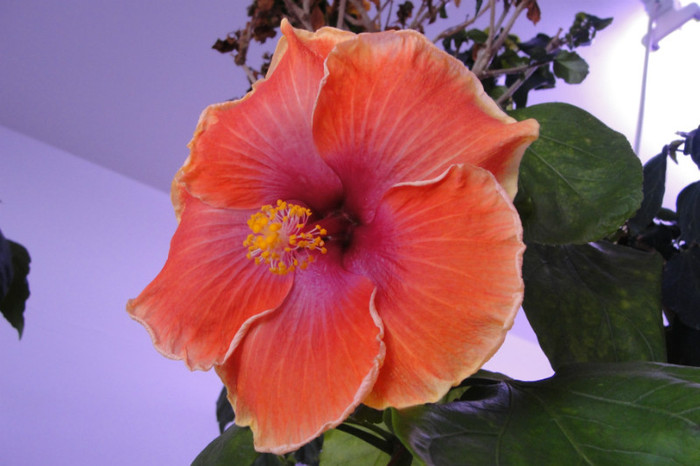  - B-hibiscus de la Gommer 2012