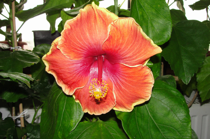 12.07.12 - B-hibiscus de la Gommer 2012
