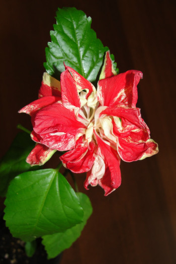 hibi Baptistii - B-hibiscus-2012 3