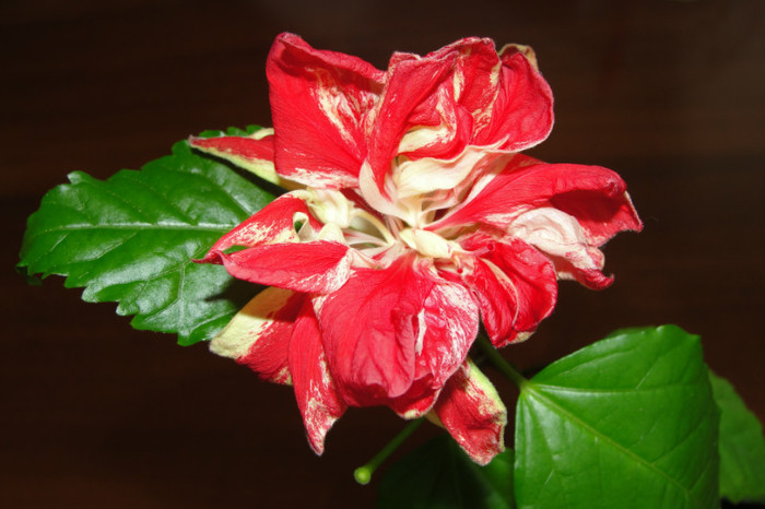  - B-hibiscus-2012 3