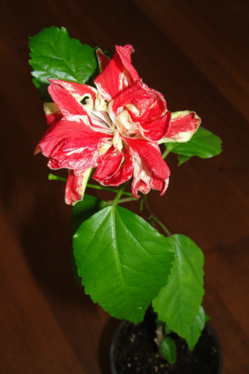 - B-hibiscus-2012 3