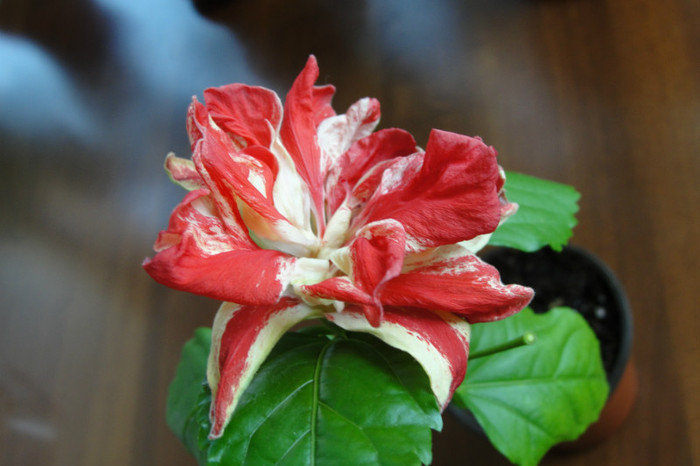 12.07.12 - B-hibiscus-2012 3