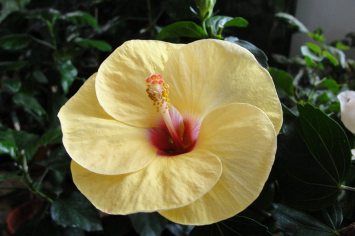 - B-hibiscus-2012 3
