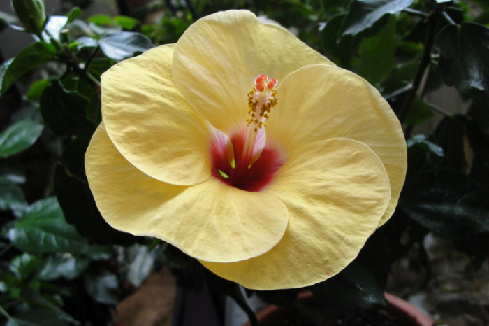 13.07.12 - B-hibiscus-2012 3
