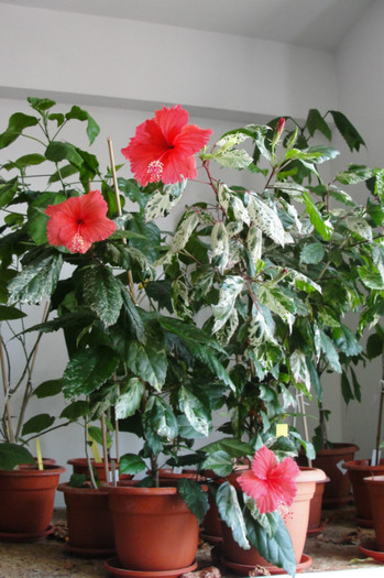 hibi Cooperi si Surinam - B-hibiscus-2012 3